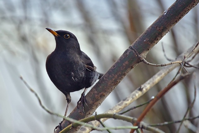 向肋部